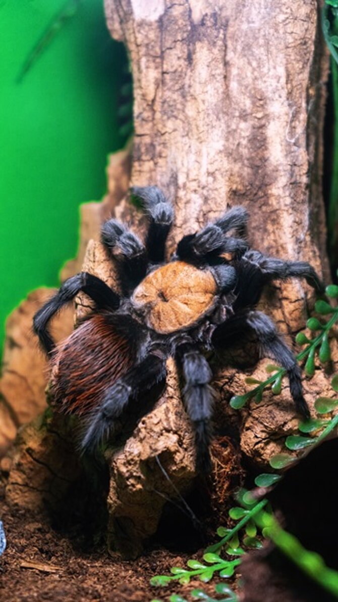 Brachypelma albiceps